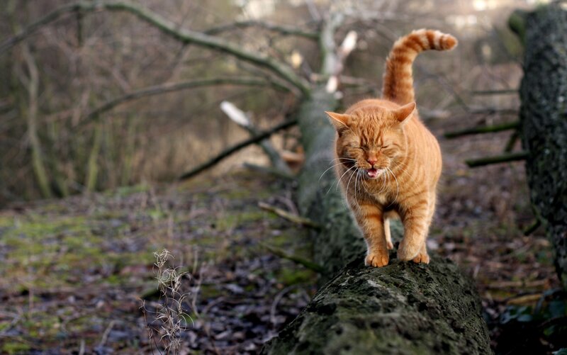 Orange cat on a log
