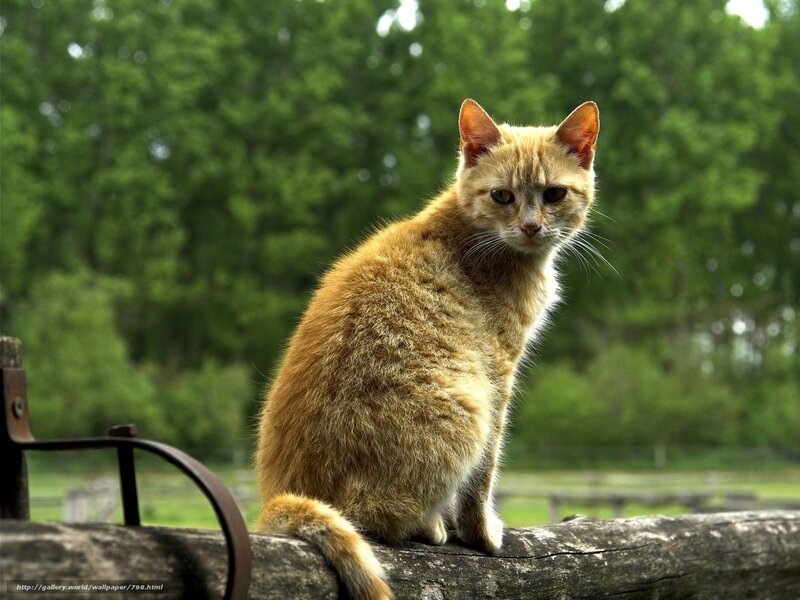 Orange cat on a log