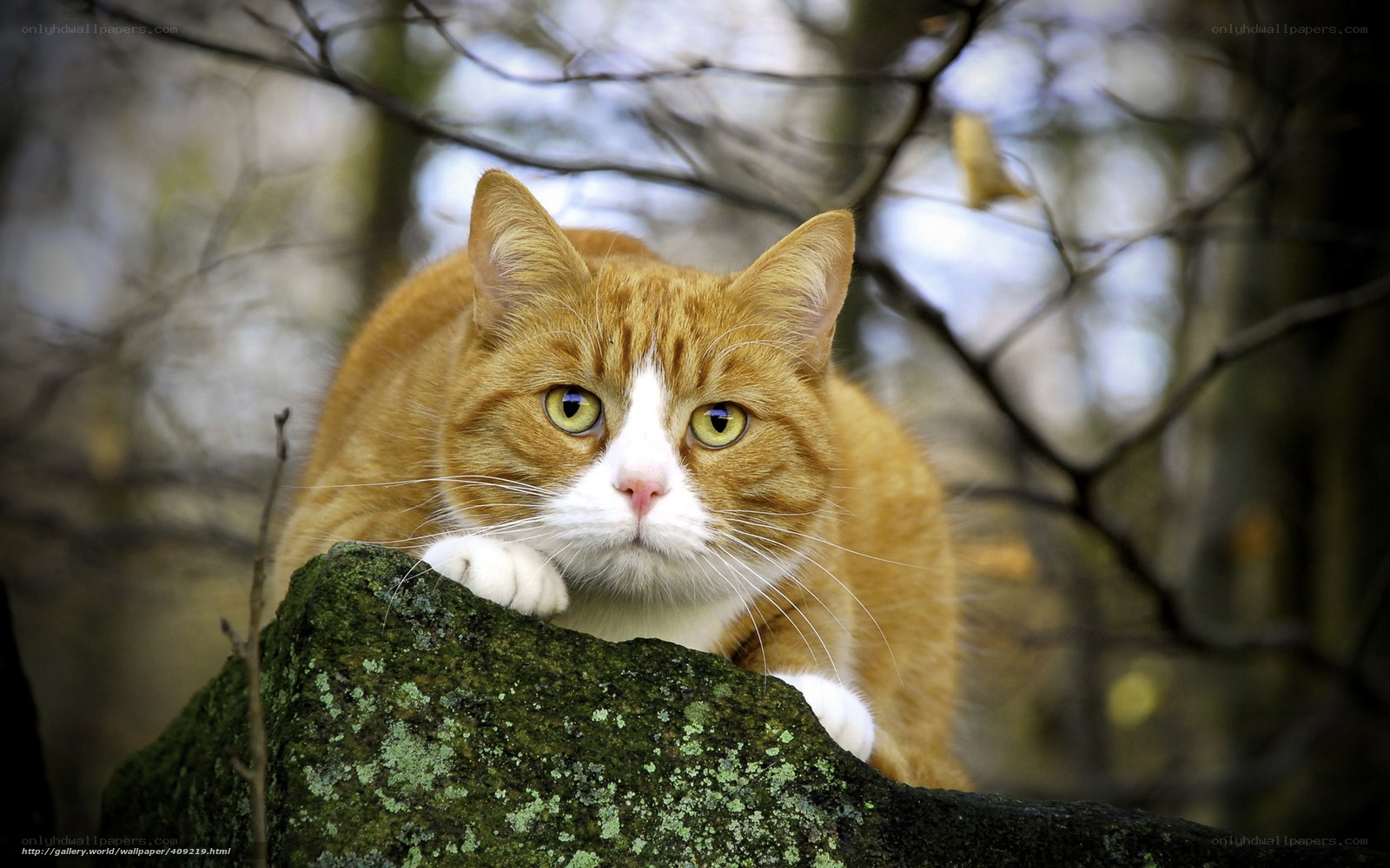 Orange cat on a mossy rock