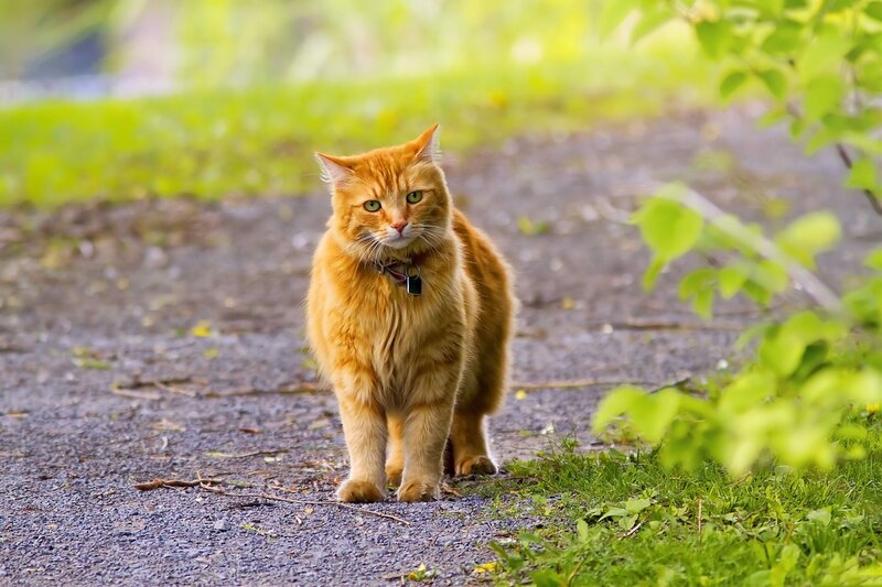 orange cat on a path