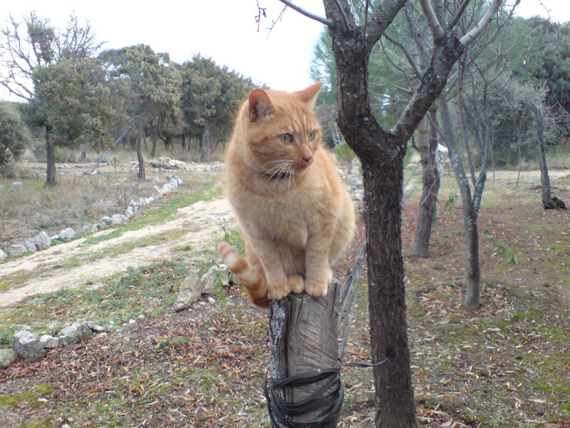 Orange cat on a post