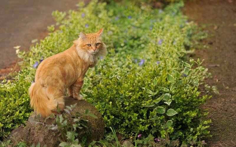orange cat on a rock