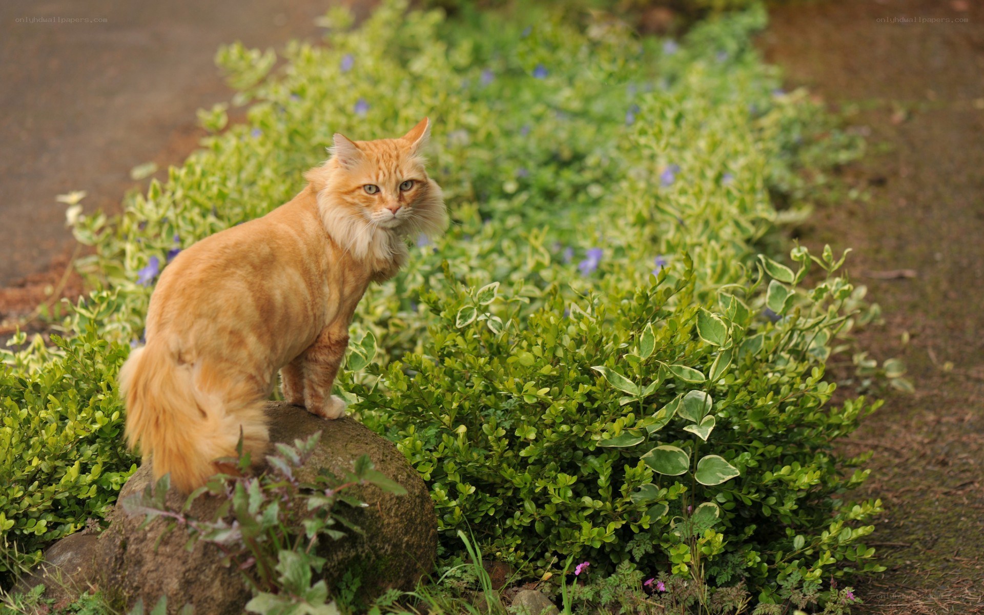 orange cat on a rock