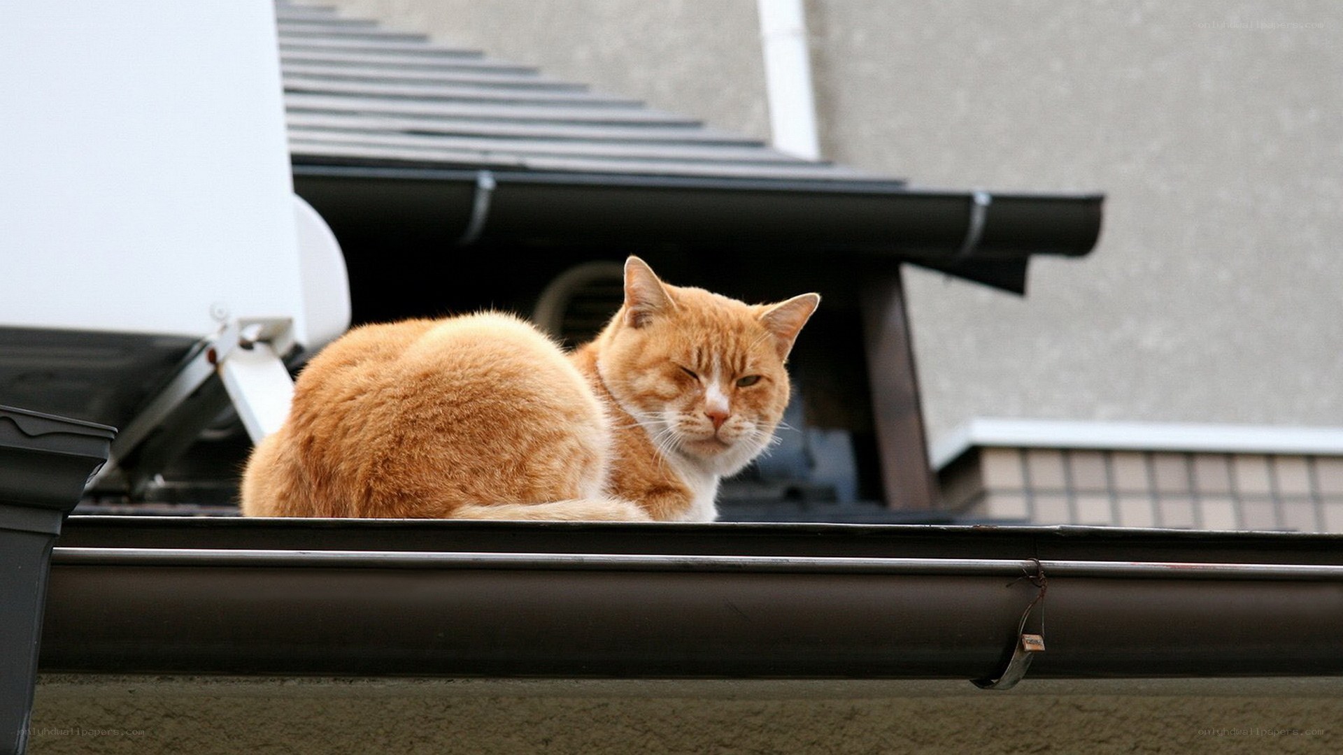 Orange cat on a roof
