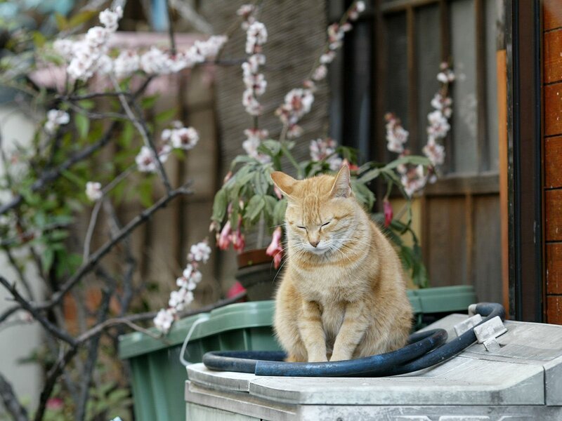 Orange cat on a trash can