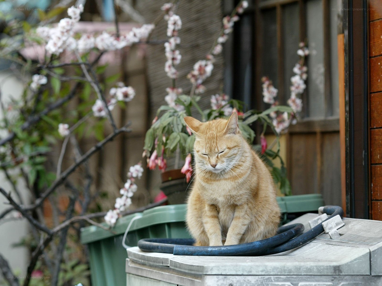 Orange cat on a trash can