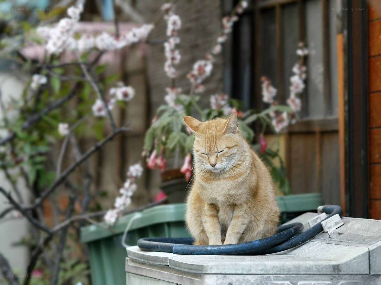 Orange cat on a trash can