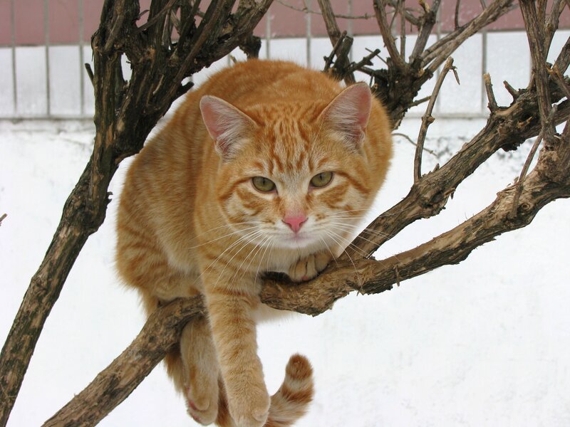 Orange cat on a tree branch
