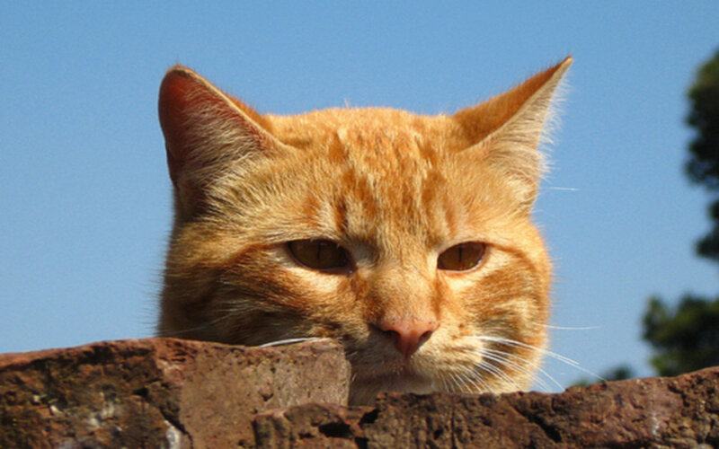 orange cat on a wall