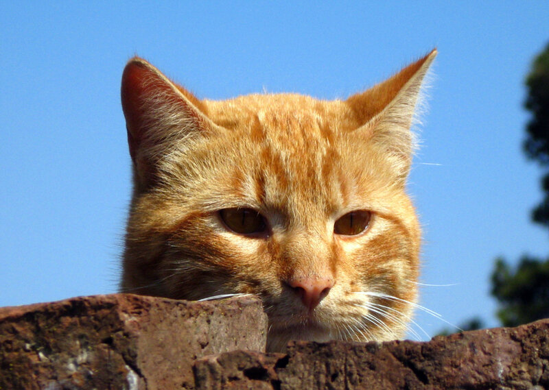 orange cat on a wall