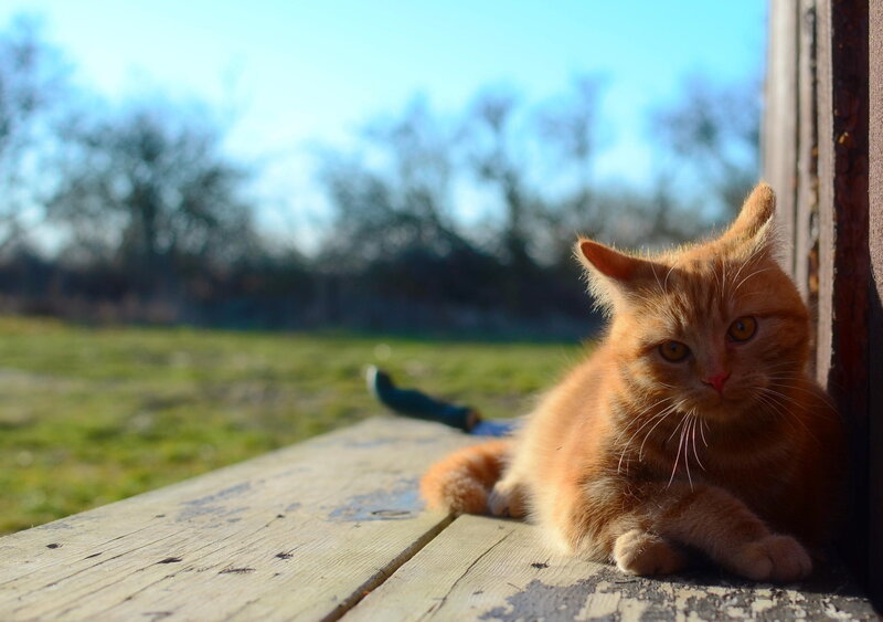 Orange cat on a wooden bench