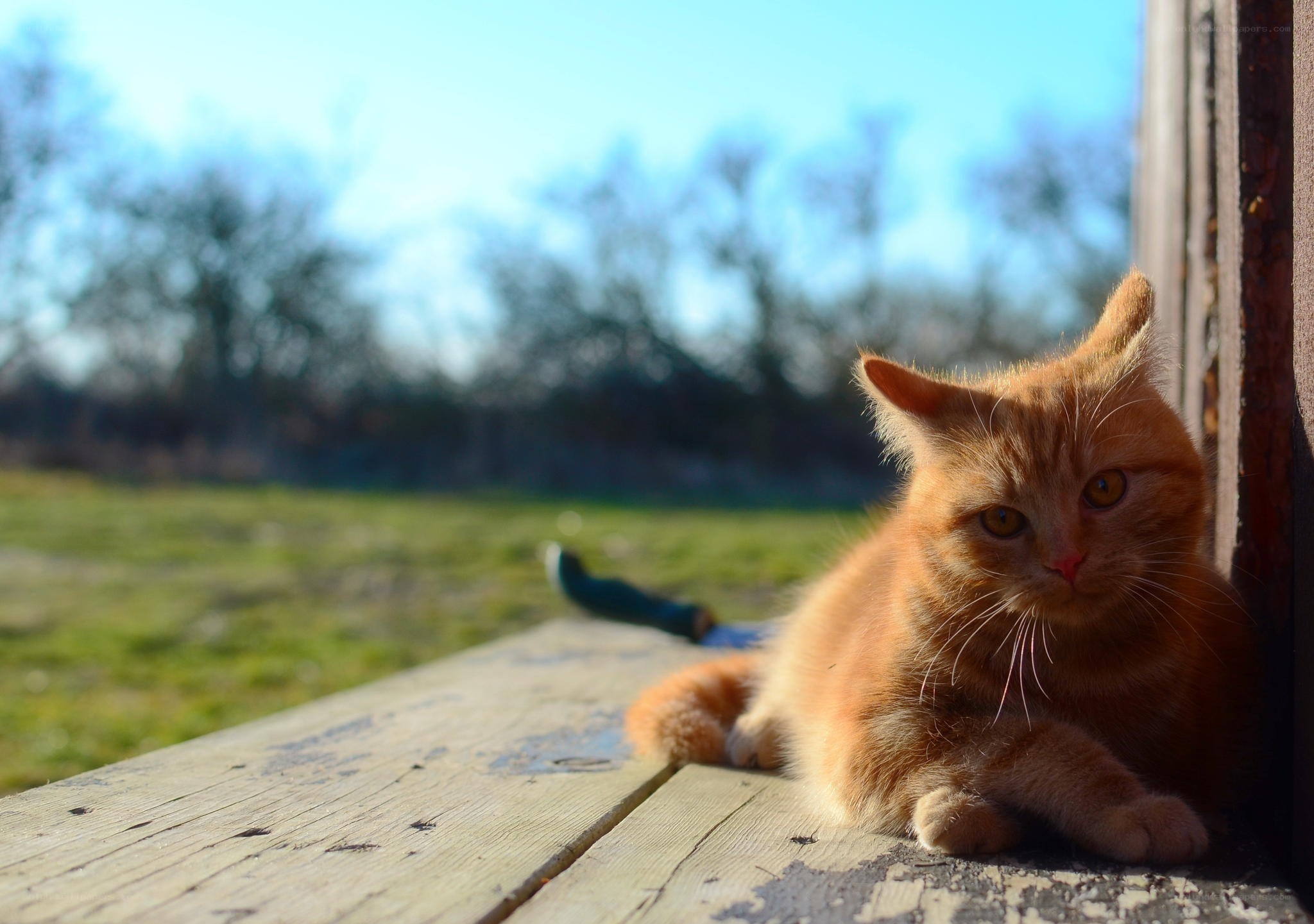 Orange cat on a wooden bench