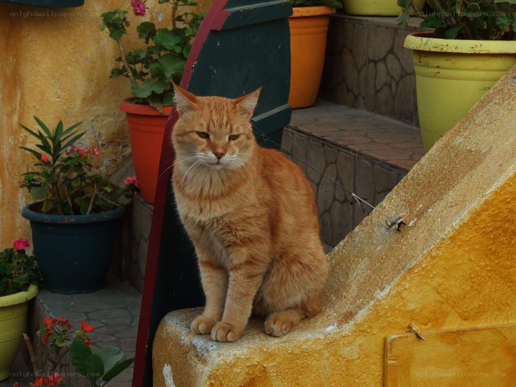 Orange cat on a yellow step