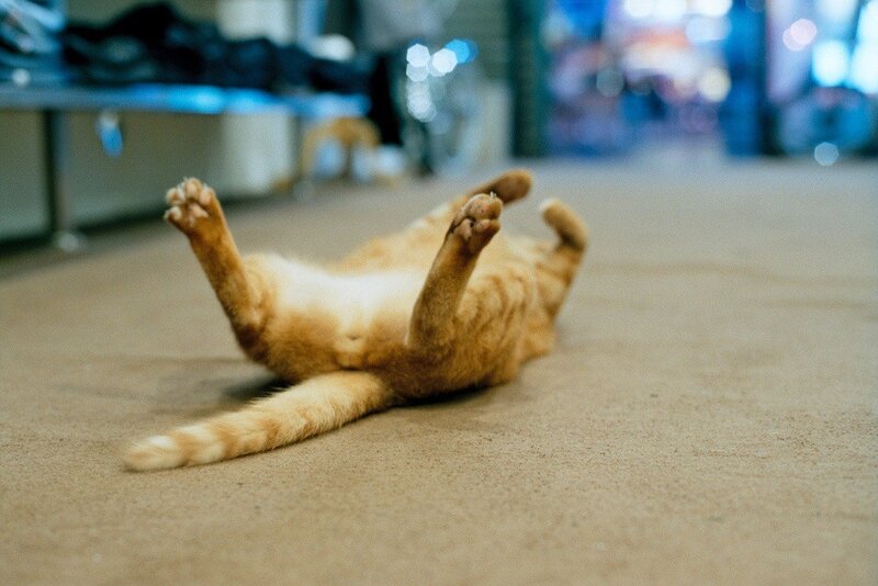 Orange Cat on Back — Relaxed