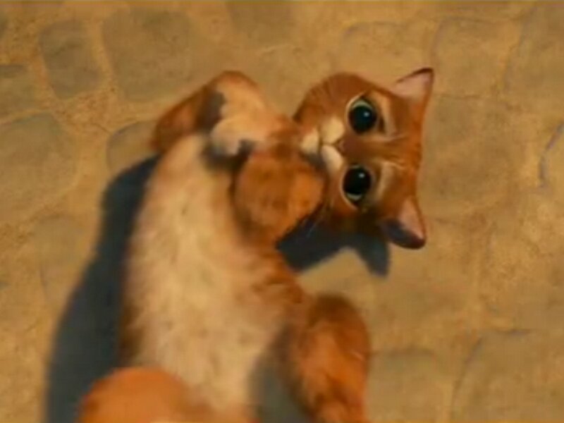Orange Cat on Back