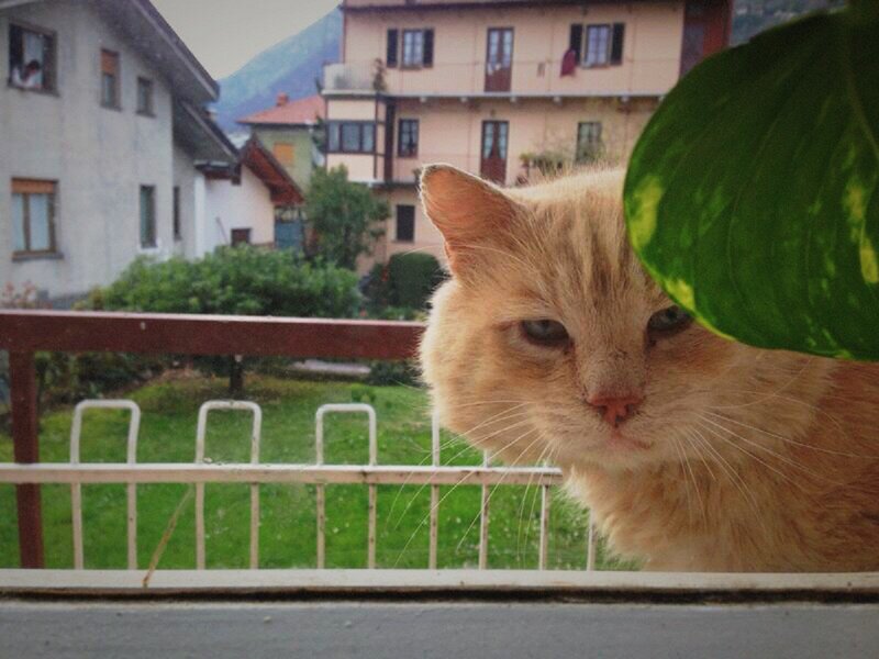 Orange Cat on Balcony