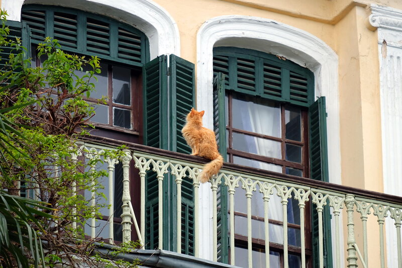 Orange Cat on Balcony — Yellow
