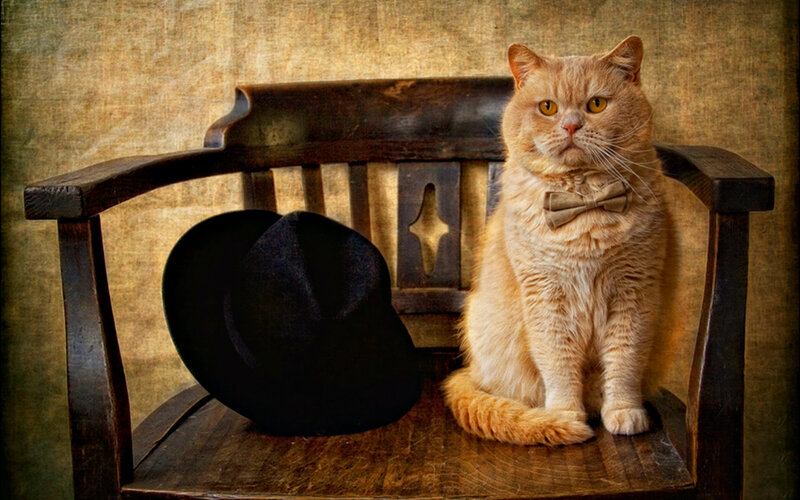 Orange Cat on Bench — Brown
