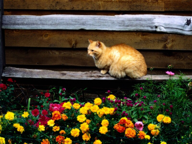 Orange Cat on Bench — Calm, Summer