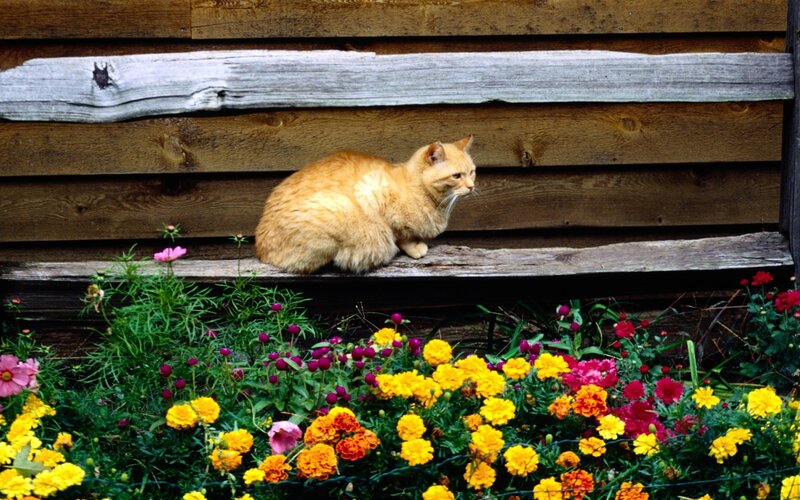 Orange Cat on Bench