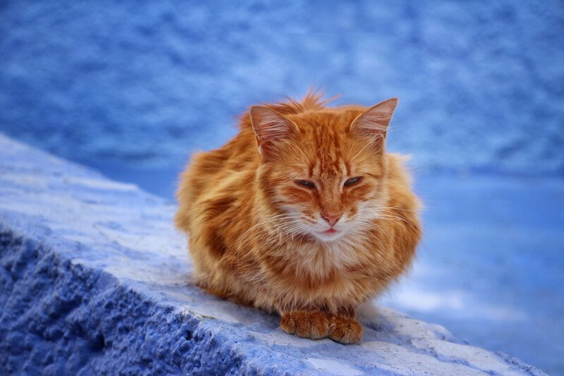 orange cat on blue wall