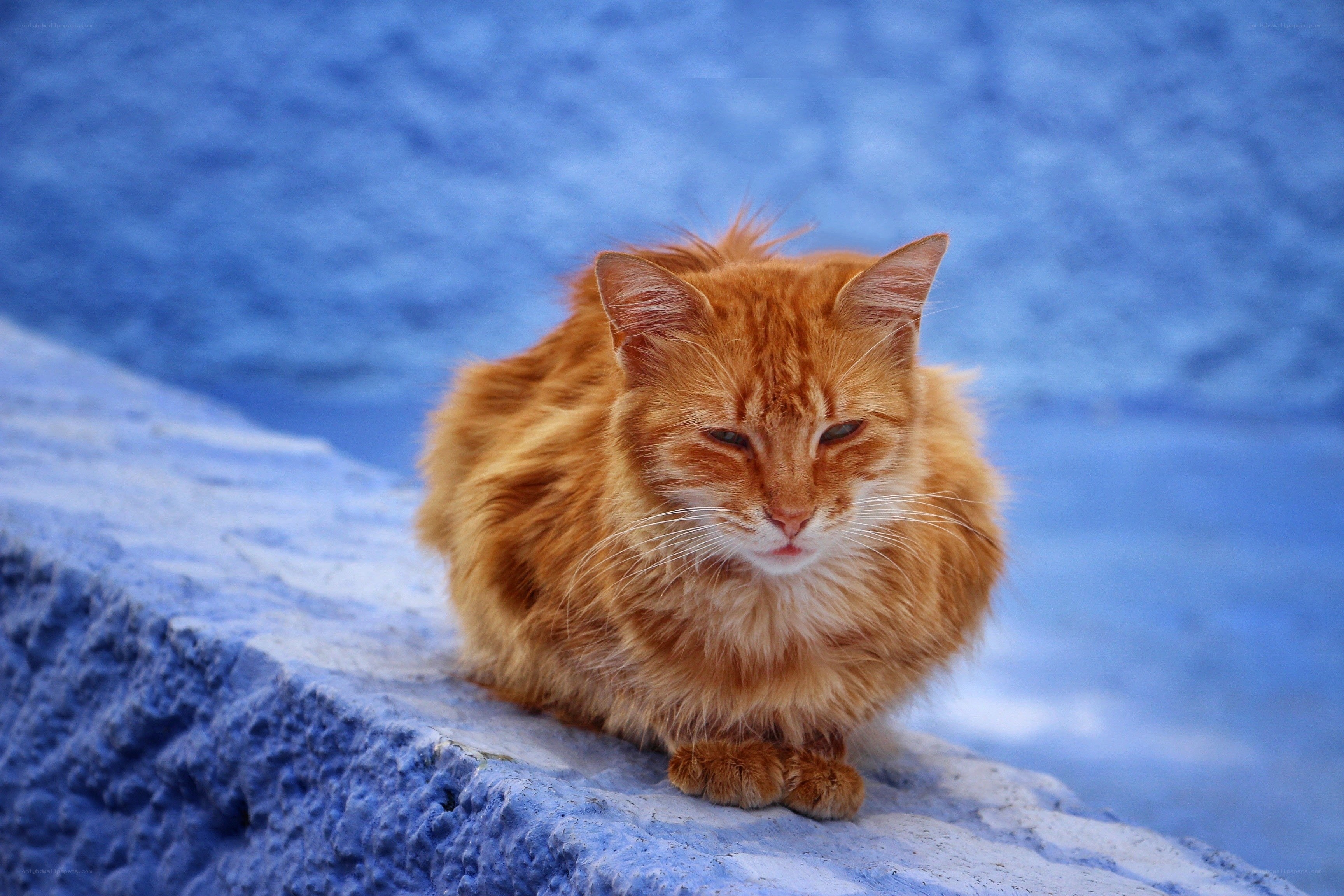 orange cat on blue wall