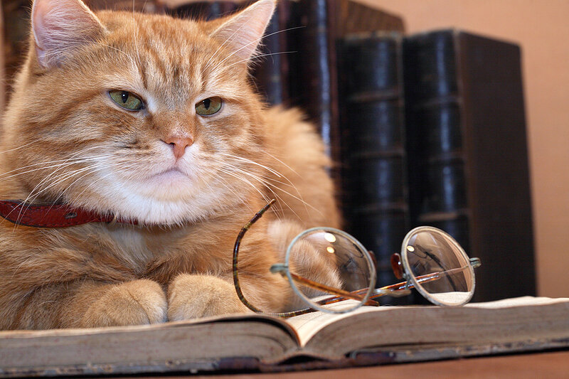 Orange Cat on Book