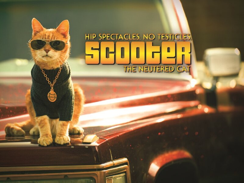 Orange Cat on Car — Confident