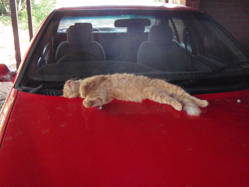 Orange Cat on Car