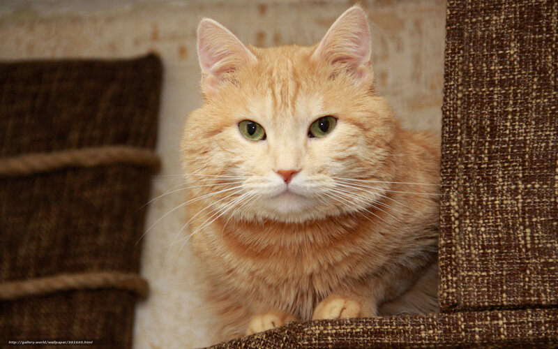 orange cat on cat tree