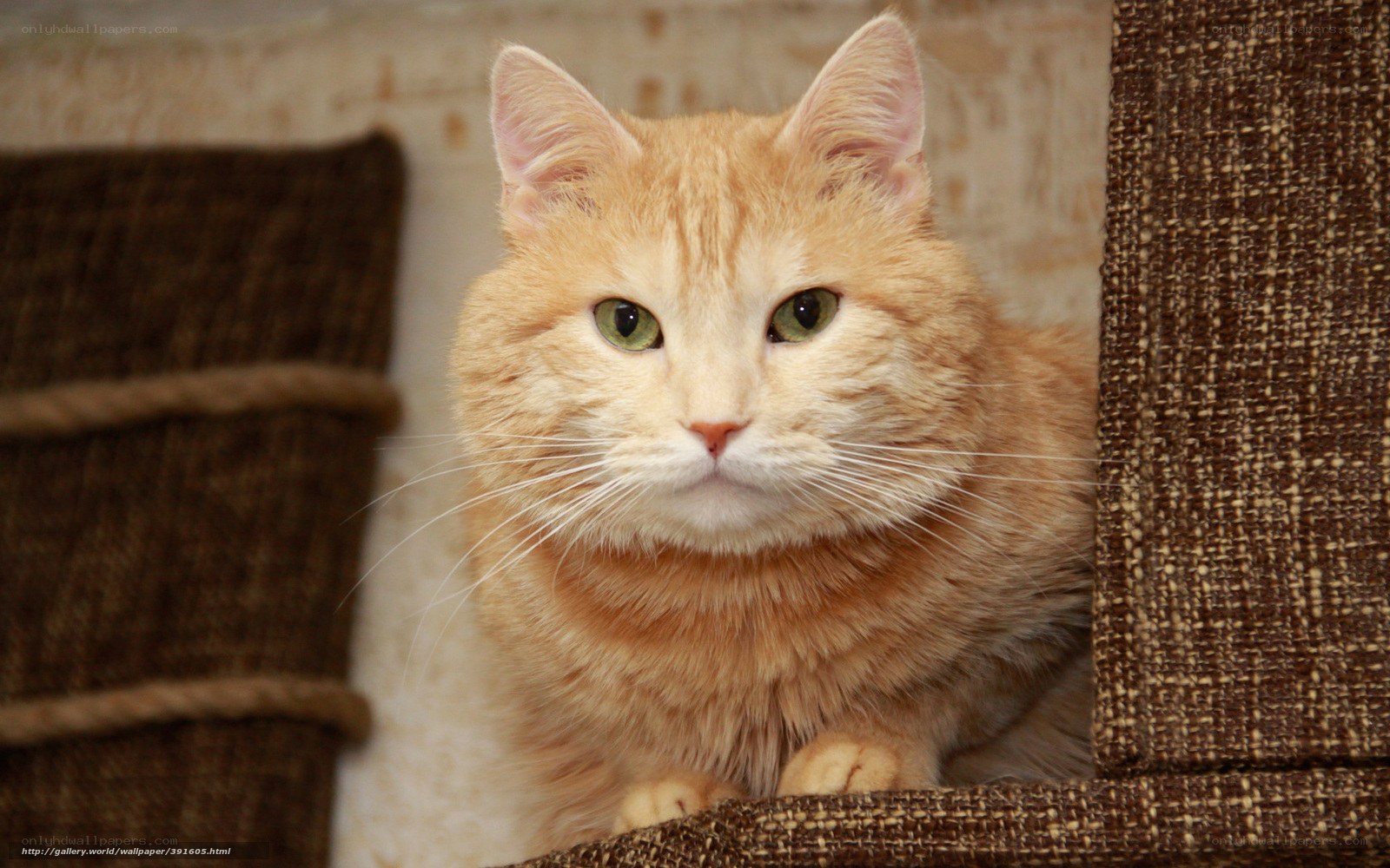 orange cat on cat tree