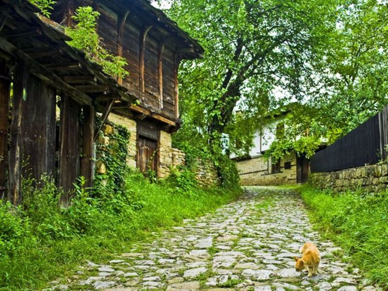 Orange Cat on Cobblestone
