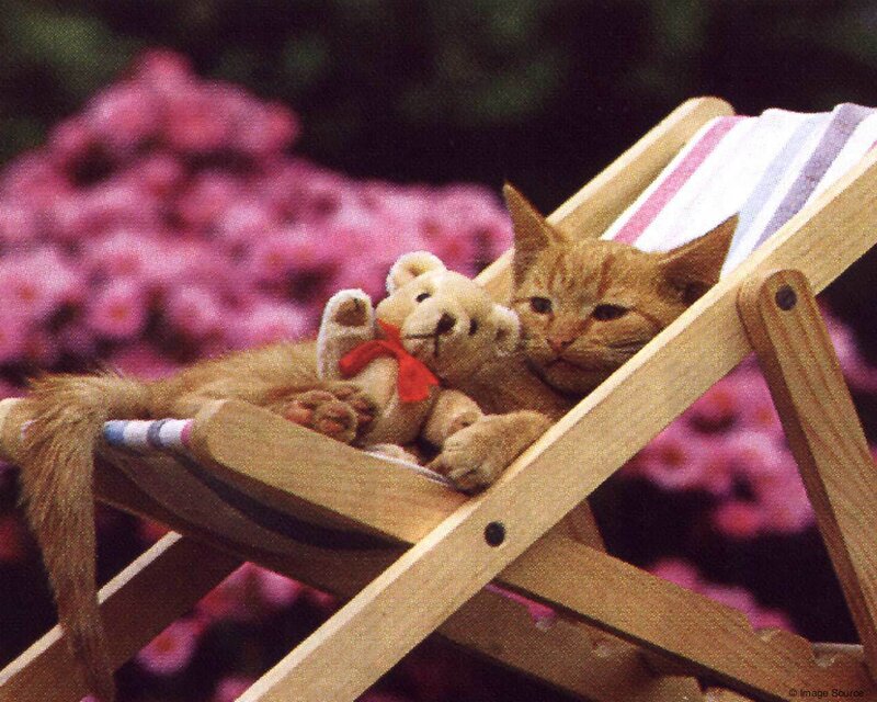Orange Cat on Deck Chair