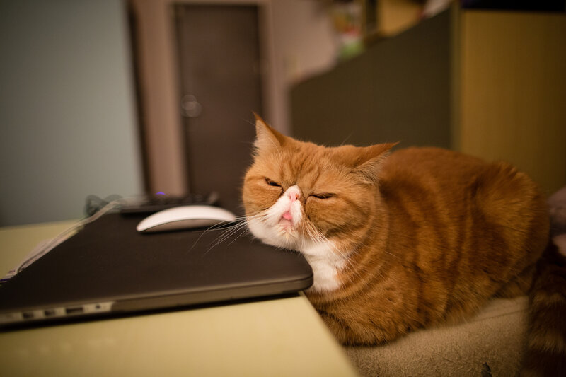 Orange Cat on Desk — Calm
