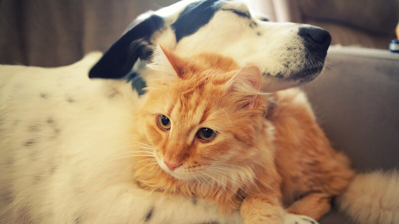 Orange Cat on Dog