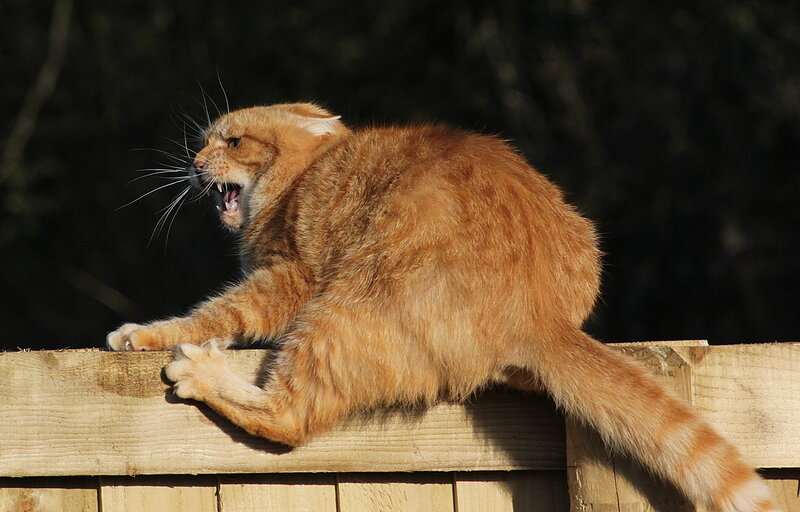 Orange Cat on Fence — Aggressive