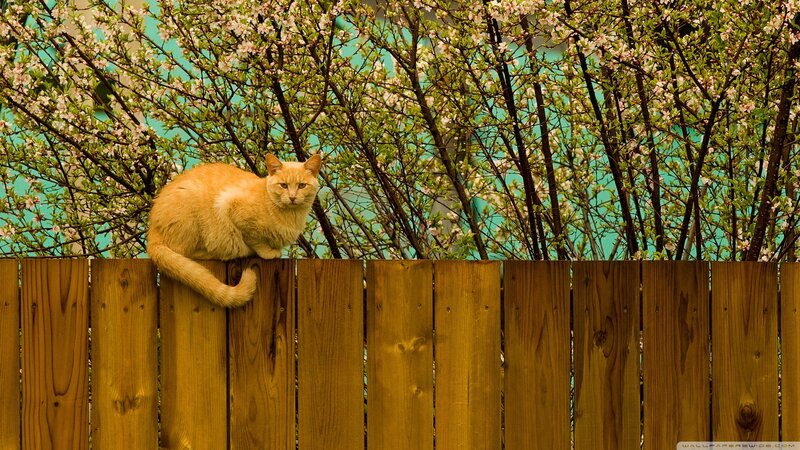 Orange Cat on Fence — Brown, Calm, Spring, Photograph, Blossoming Tree, Blue Wall