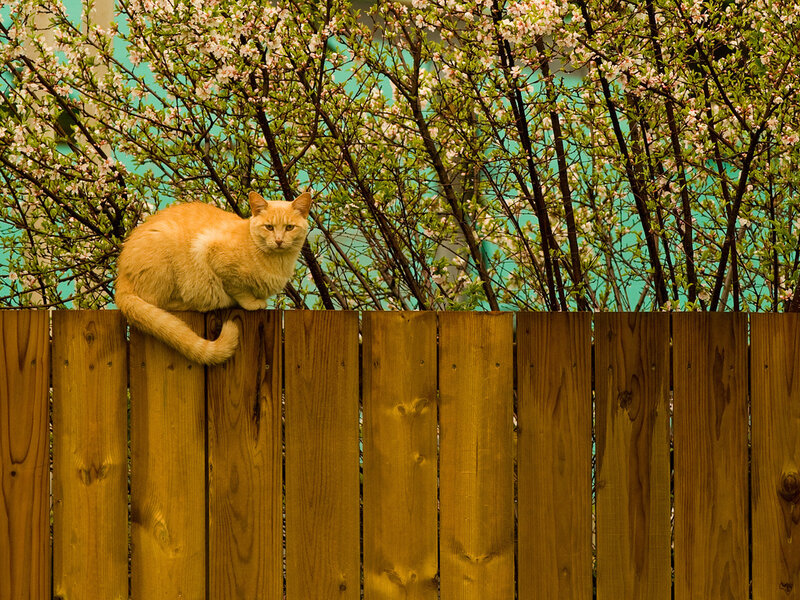 Orange Cat on Fence — Brown, Calm, Spring, Photograph, Bushes