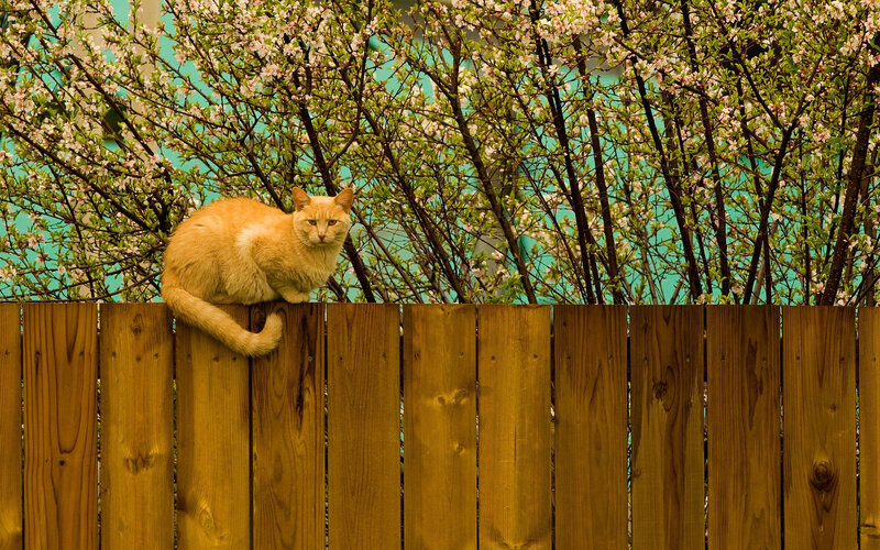 Orange Cat on Fence — Brown, Calm, Spring, Photograph