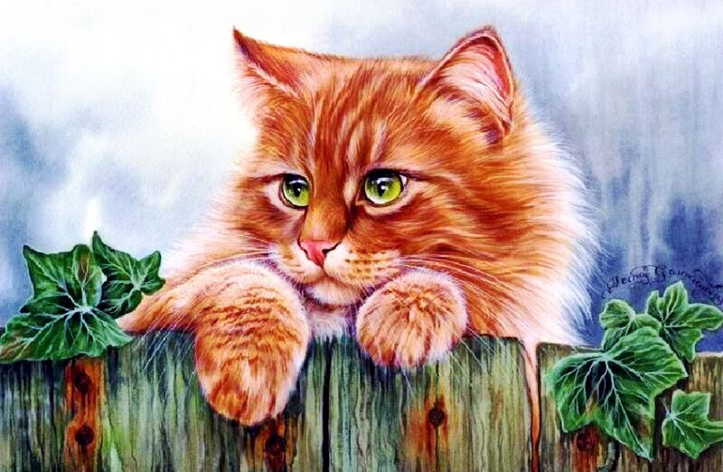 Orange Cat on Fence — Calm