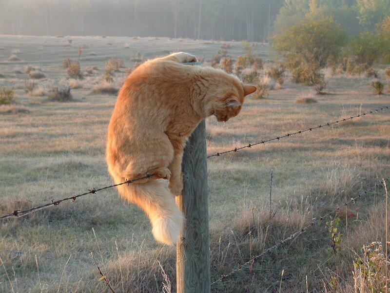 Orange Cat on Fence Post