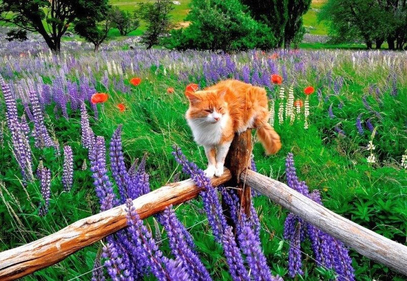 Orange Cat on Fence — Purple