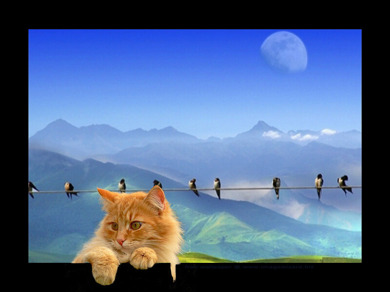Orange Cat on Fence