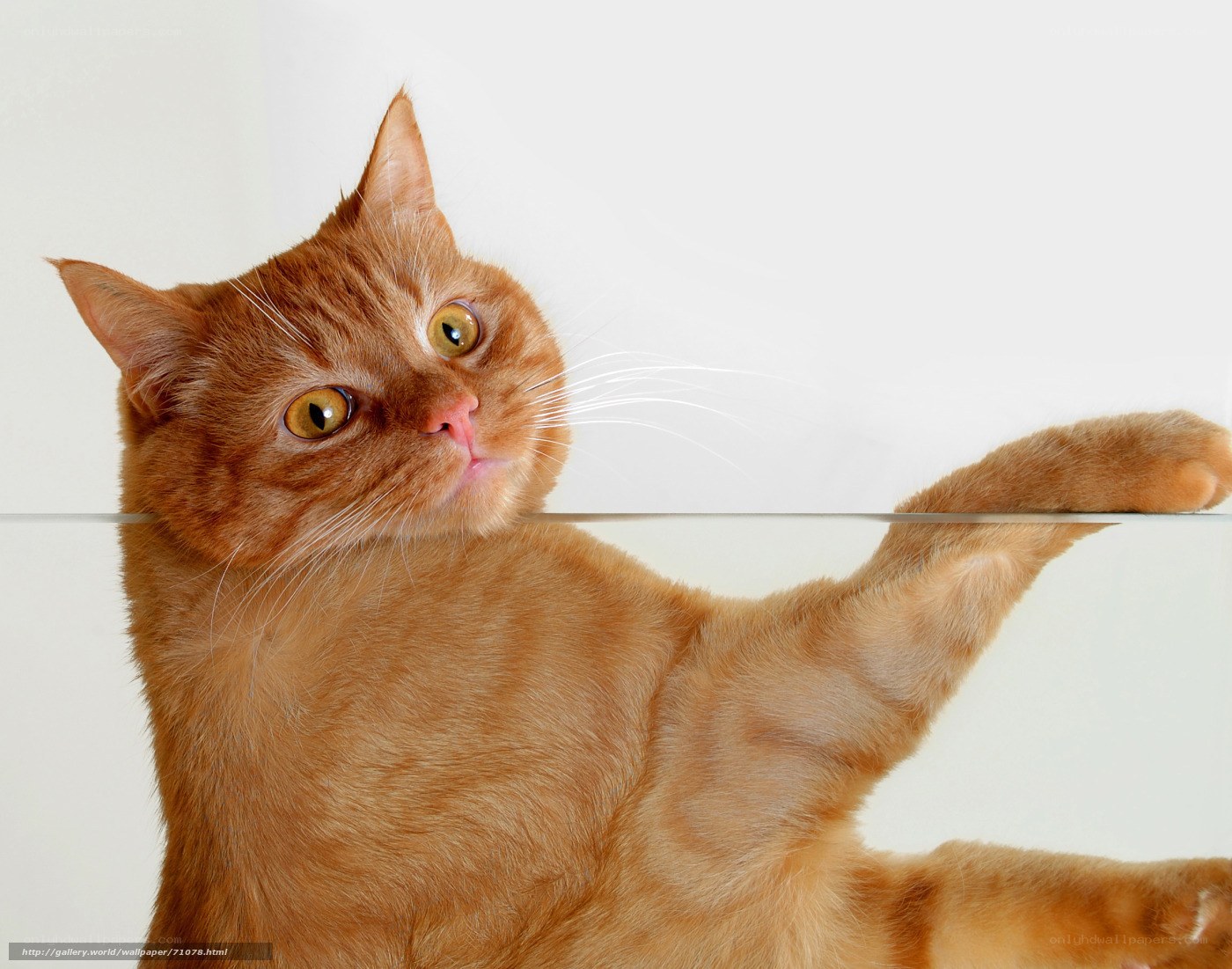 orange cat on glass surface