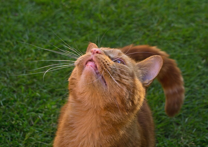 Orange Cat on Grass — Green