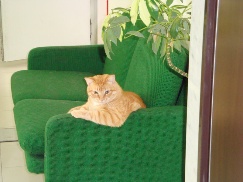 Orange cat on green couch