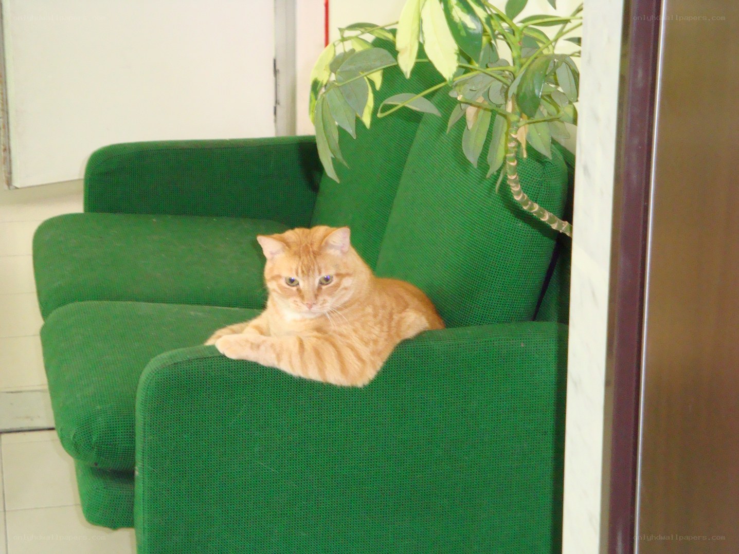 Orange cat on green couch