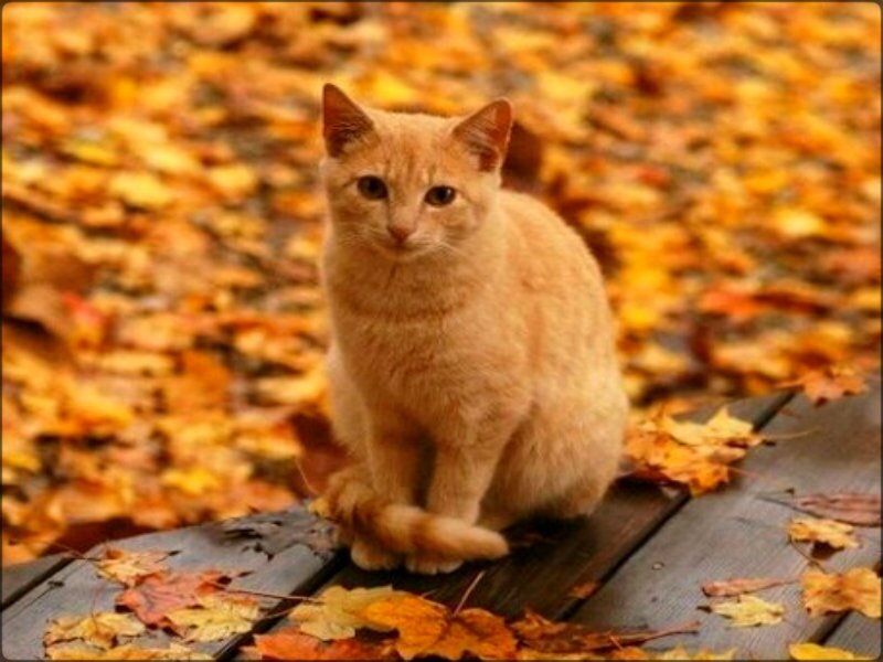 Orange Cat on Leaves