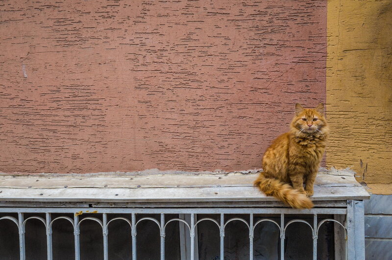 Orange Cat on Ledge — Brown
