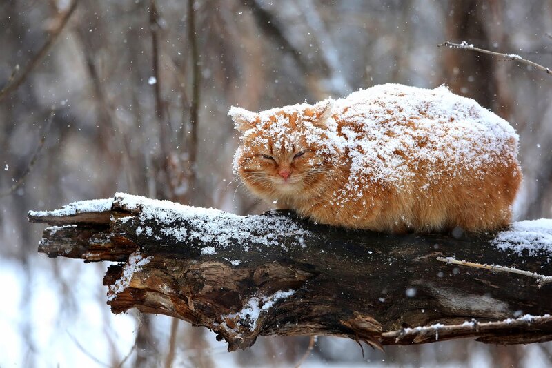 Orange Cat on Log — Calm
